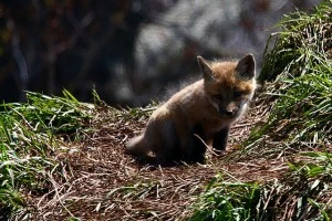 Baby Fox