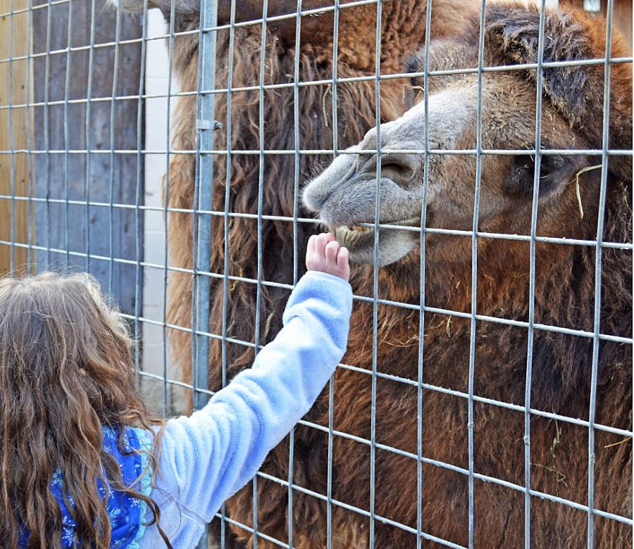 photo courtesy of Utica Zoo