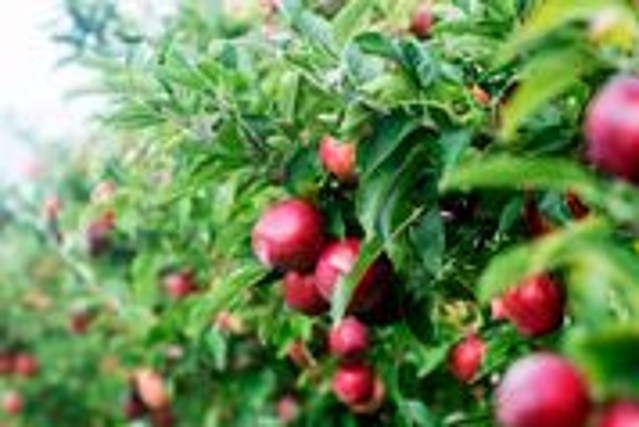 Beak & Skiff Apple Orchard Named #1 In The Country By USA Today