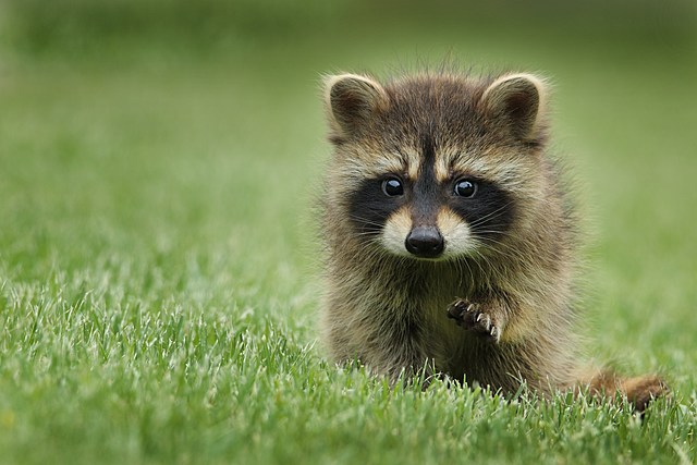 Annsville Resident Treated for Rabies Exposure from Racoon