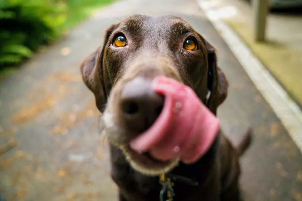New York Crowns Clear Winner in Heated Dog Vs Cat Debate