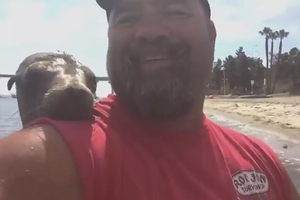 Sweet Seal Makes Himself Right at Home on Man’s Boat