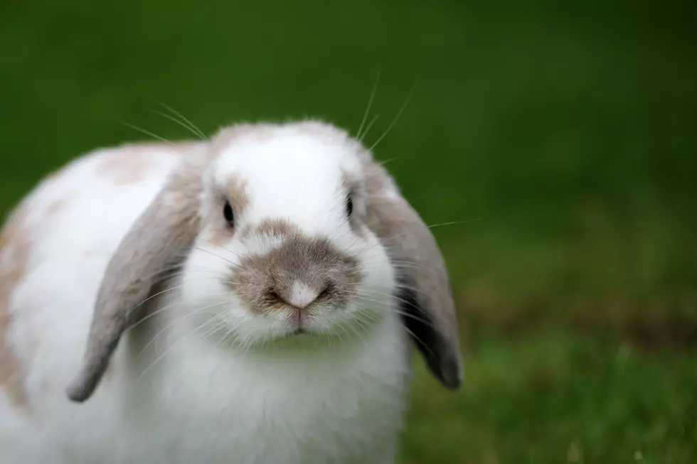 Where To Capture The Easter Bunny for Family Pictures in CNY