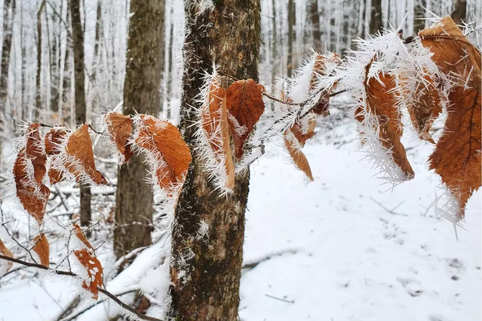 These Upstate NY Trees Still Have Leaves in the Winter? Here’s Why