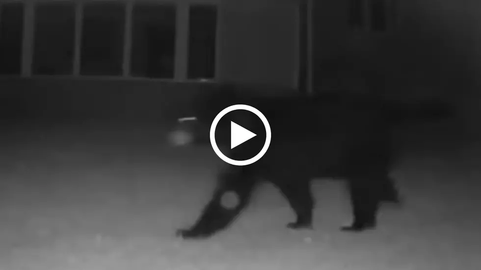 You Can Bearly Believe The Footage of This Bear Walking Through Whitesboro