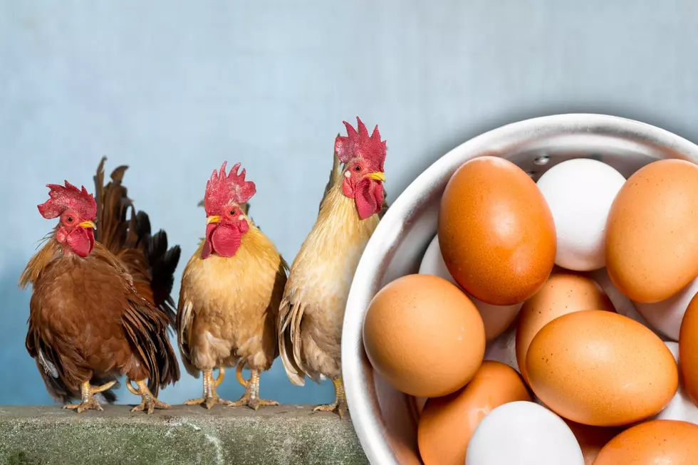 Why Eggs in New York Are Expensive But Chicken Isn’t