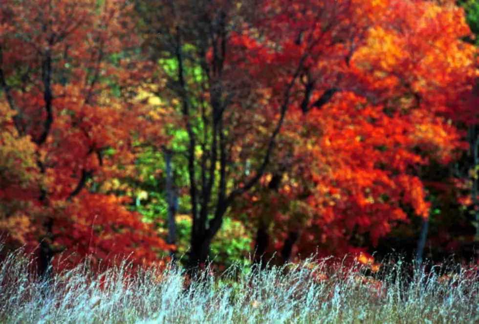 Here Are the Top 7 Best Places To See New York’s Amazing Fall Foliage