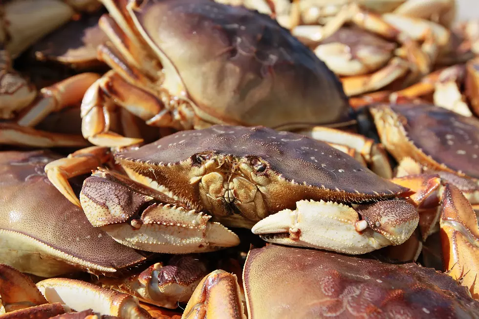 Boats Sit Idle as Algae Threatens Dungeness Crab Season