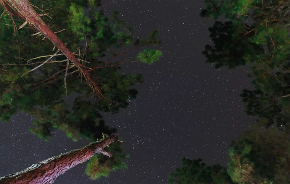 NY Looking For Donations Of Tall Trees For Holiday Display