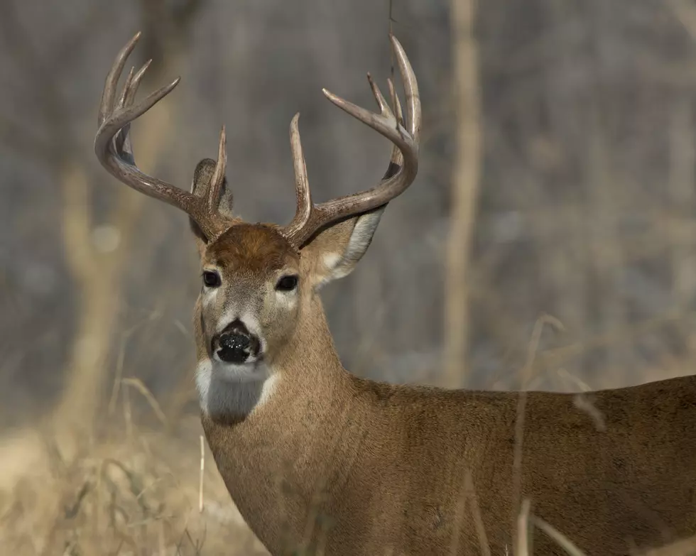 Whitesboro Hunter’s Head Grazed by Bullet