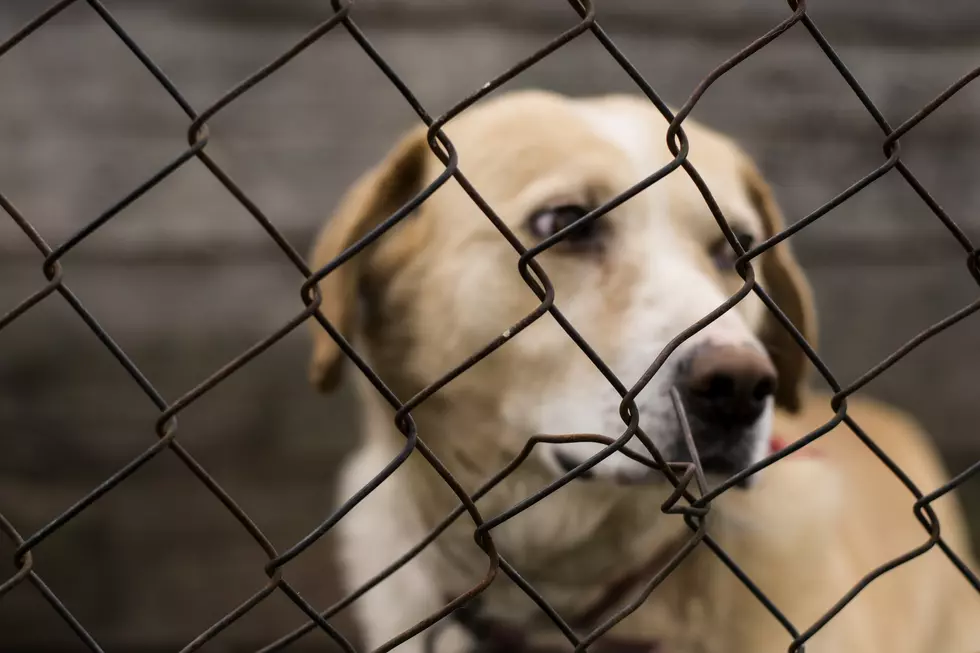 Central New York Rescue Giving Less-Adoptable Pets a Second Chance at Life and Love