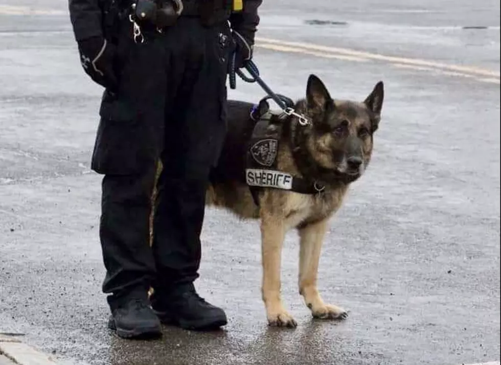 Recently Retired Sheriff’s Office K9 Passes Away