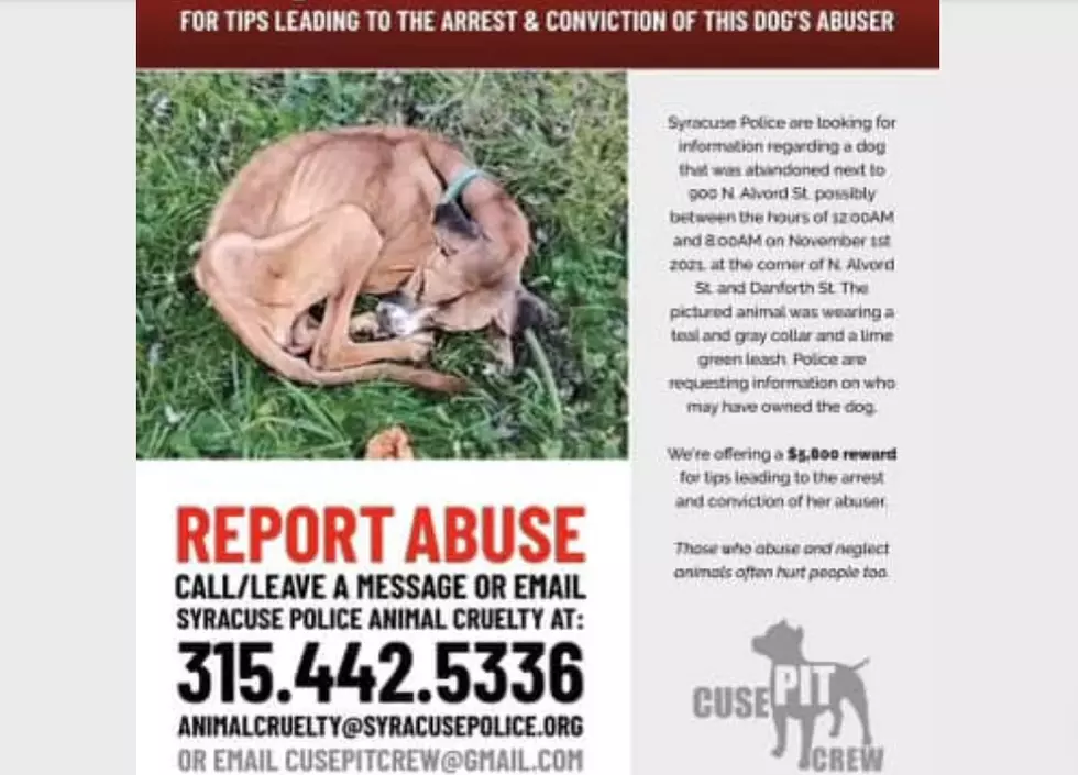 Heartbreaking Animal Abuse: Syracuse Police Offer $5,800 Reward for Info