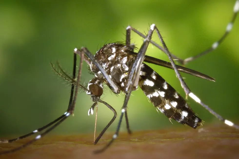 Upstate New York Mosquitos Test Positive For Jamestown Canyon Virus – What Is It?