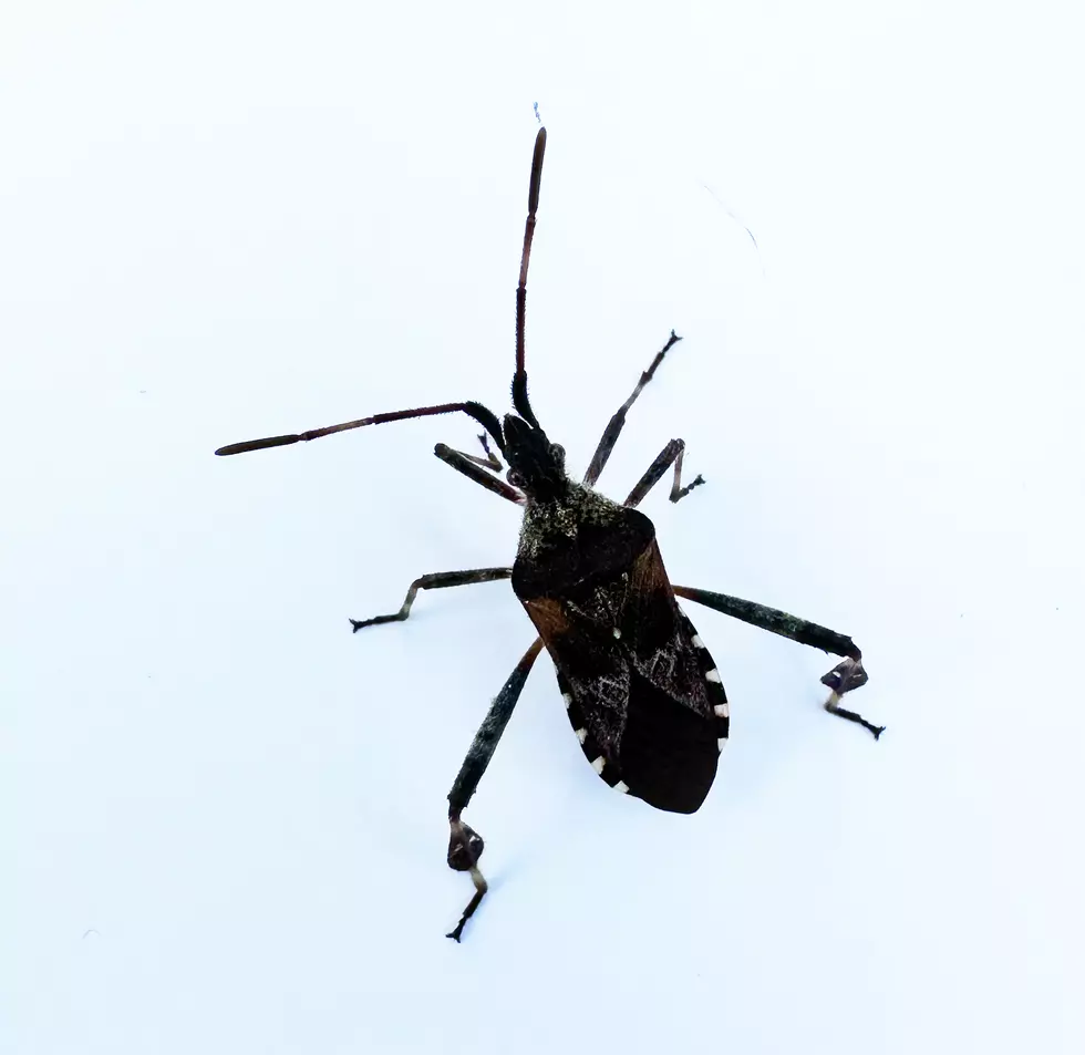 This Upstate NY Bug – Not a Stink Bug – Wants in Your House and It Smells