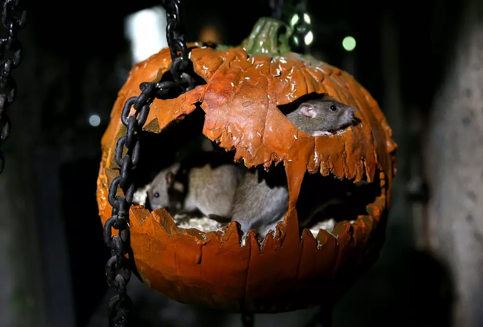 Exterminator Warns “Unintended Consequences” of New Yorkers Going Pesticide-Free