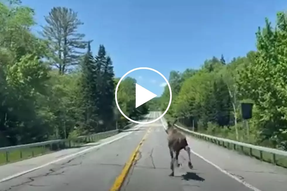Memorial Day Moose Seen Galloping on Upstate New York Highway
