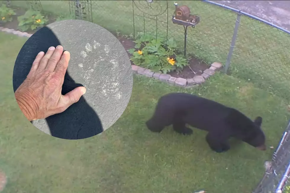 Another Bear Spotted in Residential Neighborhood in Utica