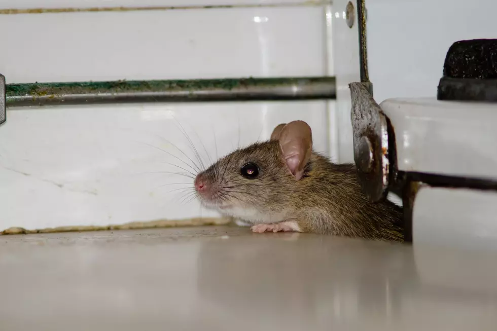 Expert Warns of “Rodent Rampage” Invading New York Homes This Fall