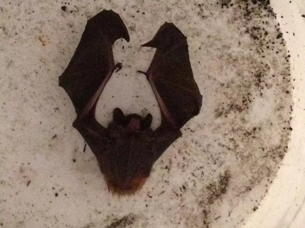 Rabid Bat Caught inside Home in Herkimer County
