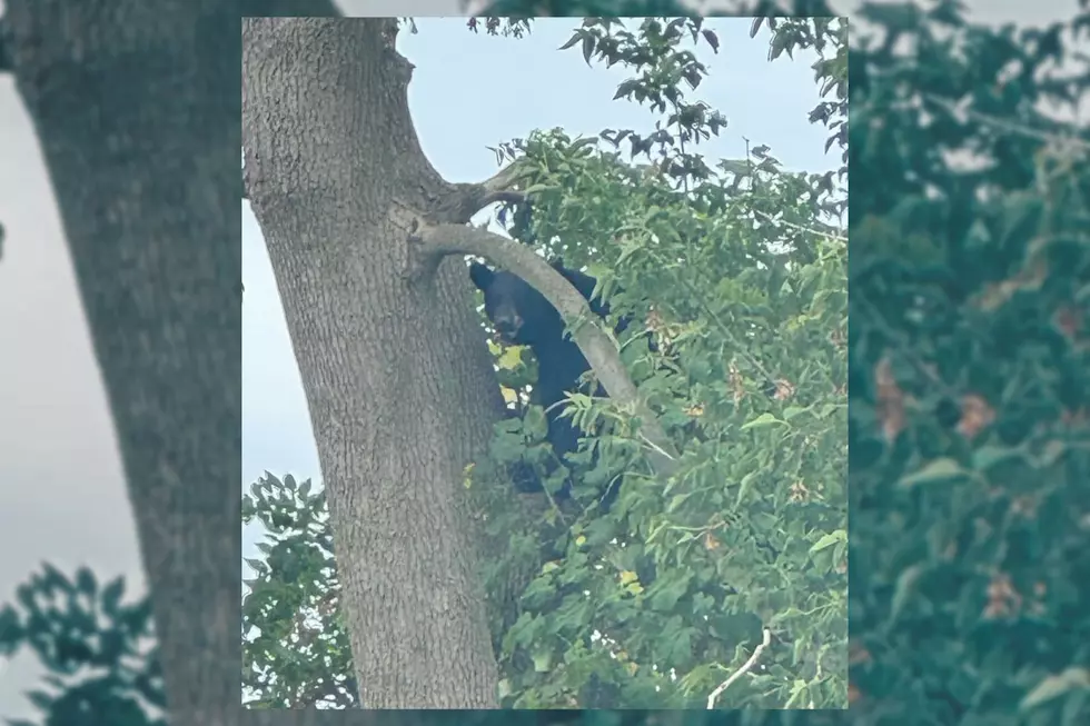 Police: Stay away from Black Bear Running Loose in Central New York Town