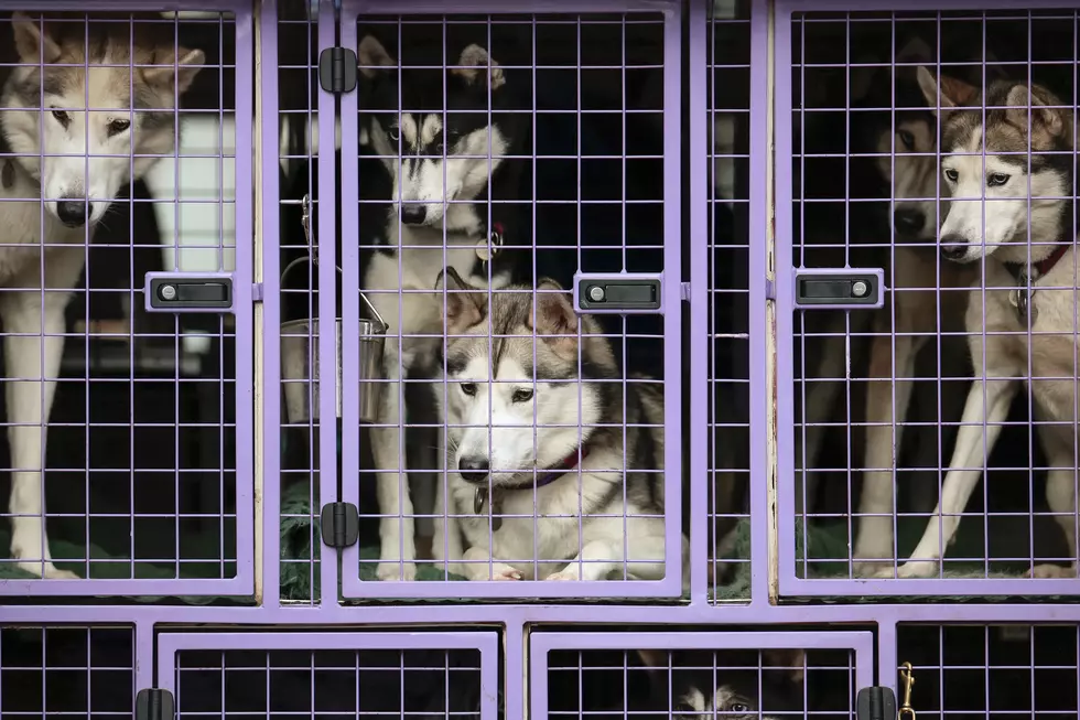 Nearly 30 Dogs Rescued from “Crisis” Situation in Central New York