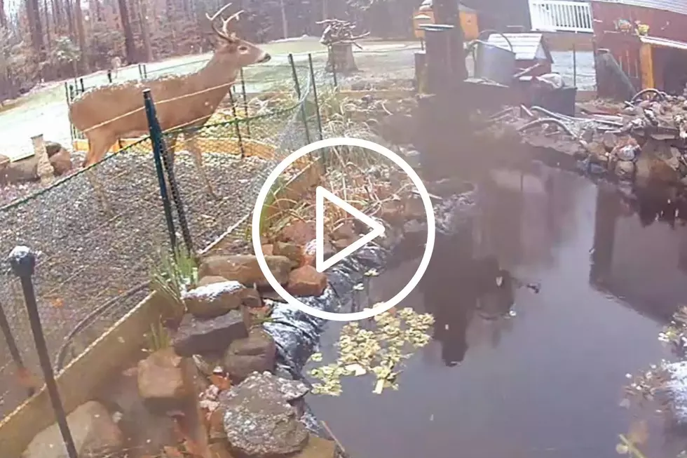Whitesboro Resident Captures ‘Shocking’ Footage of Huge Buck