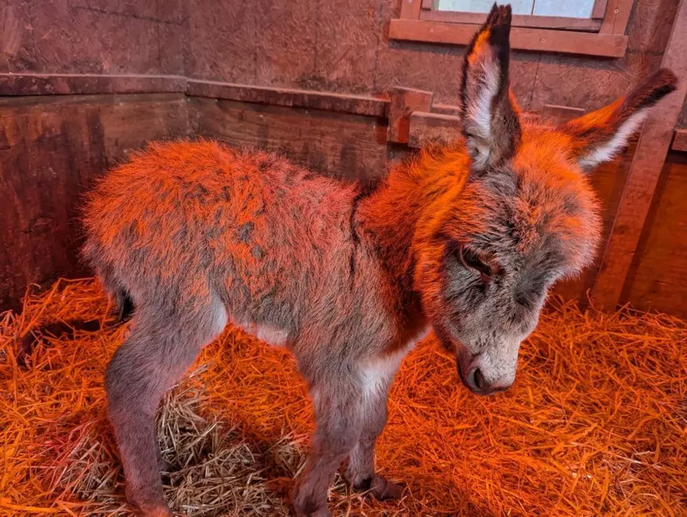Adorable Baby Donkey Born at Utica Zoo: See the Photos!