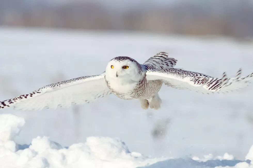 Elusive and Rare Snowy Owl Captured on Camera in Upstate New York