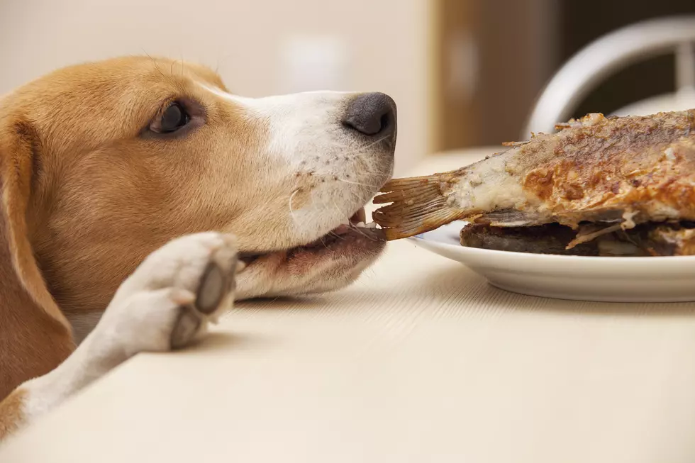 Dogs Now Welcome At Restaurants With Outdoor Seating