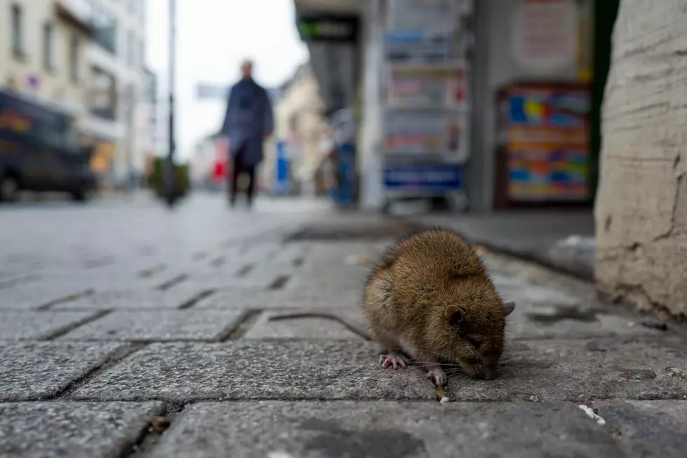 These 9 New York Counties Have the Worst Rodent Problems in America