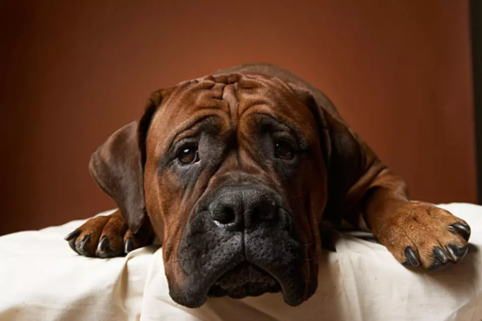 Tattoo Artist’s Decision to Ink Dog Sparks Outrage