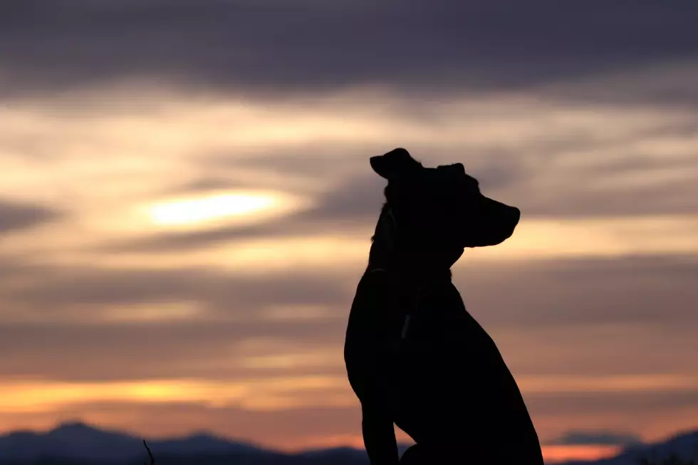 The Best Trails In The Adirondacks to Take Man’s Best Friend On!