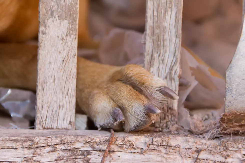 Animals Removed from Upstate New York Farm Already Accused of Cruelty